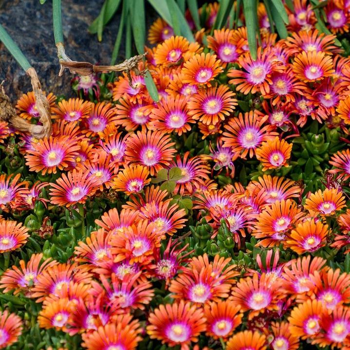 Delosperma hybrida 'P0001S' ~ Fire Spinner® Ice Plant