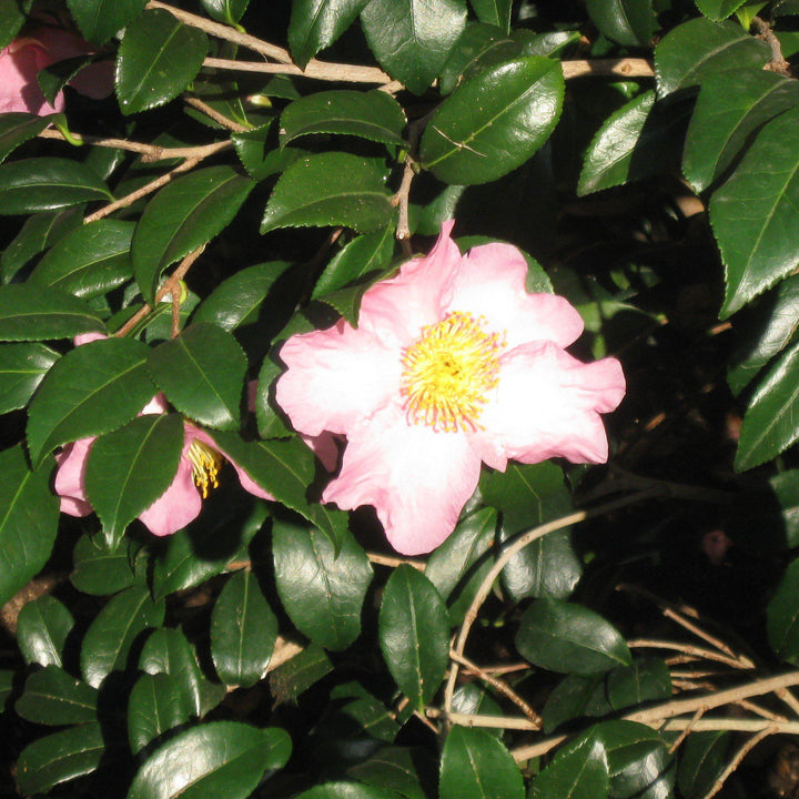 Camelia sasanqua 'Hana Jiman' ~ Hana Jiman Camelia