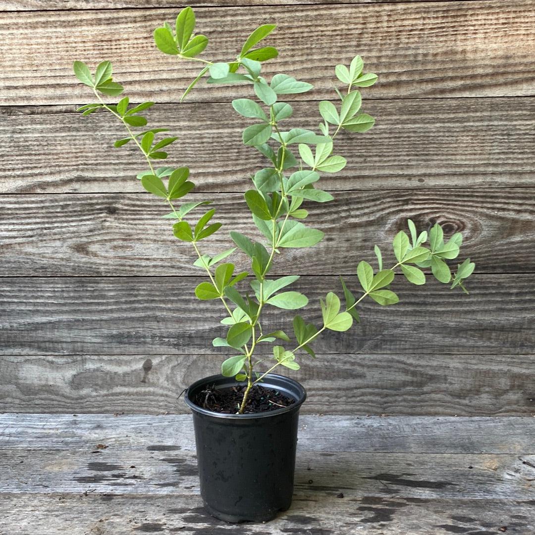 Baptisia australis ~ Blue False Indigo