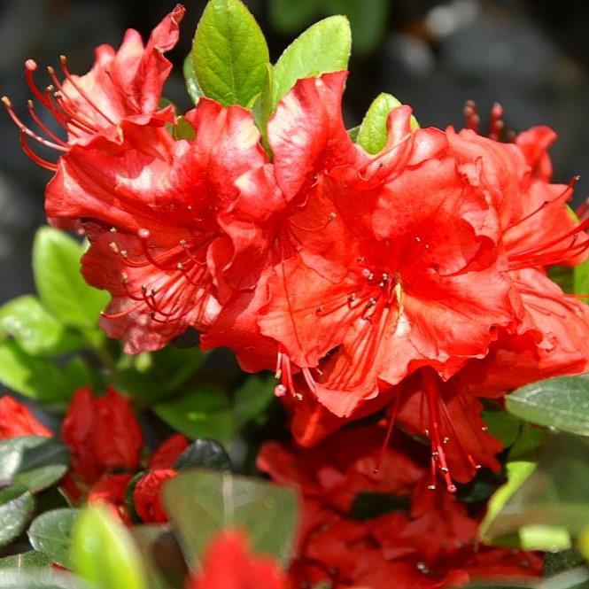 Rhododendron x girard 'Hot Shot' ~ Girard's Hot Shot Azalea