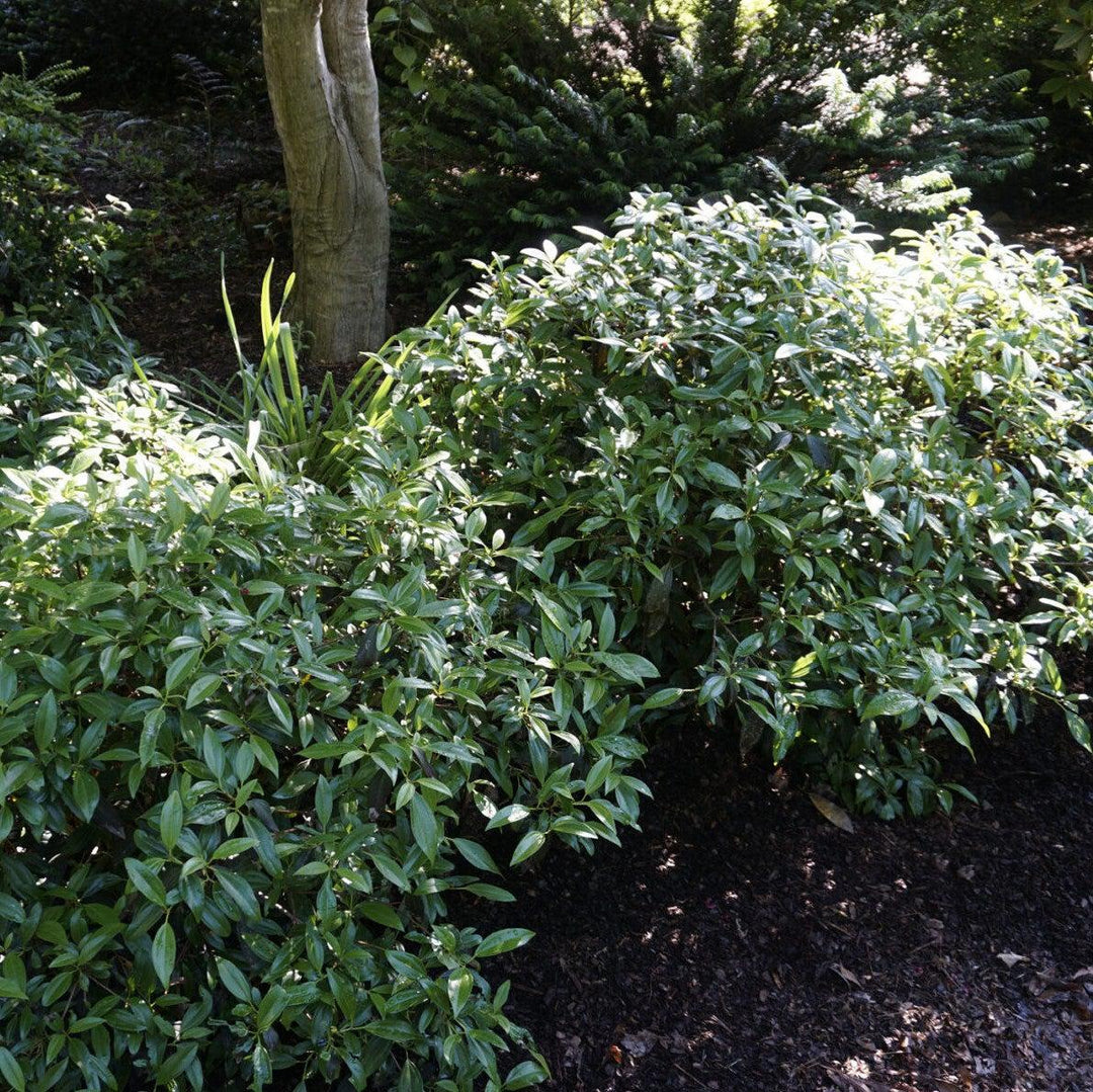 Viburnum 'sPg-3-024' ~ Viburnum Moonlit Lace®