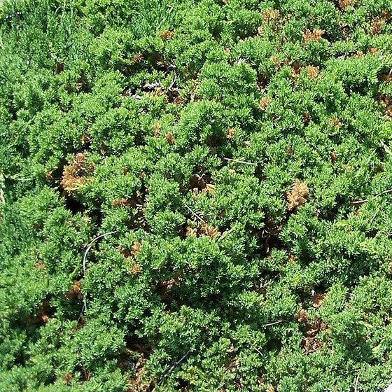 Juniperus procumbens 'Nana' ~ Enebro de jardín japonés