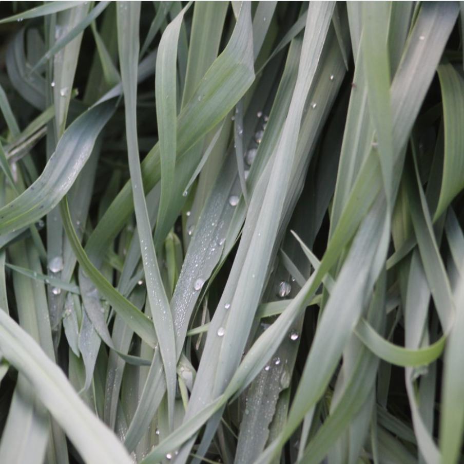 Carex laxiculmis 'Hobb'  ~ Blue Bunny Sedge