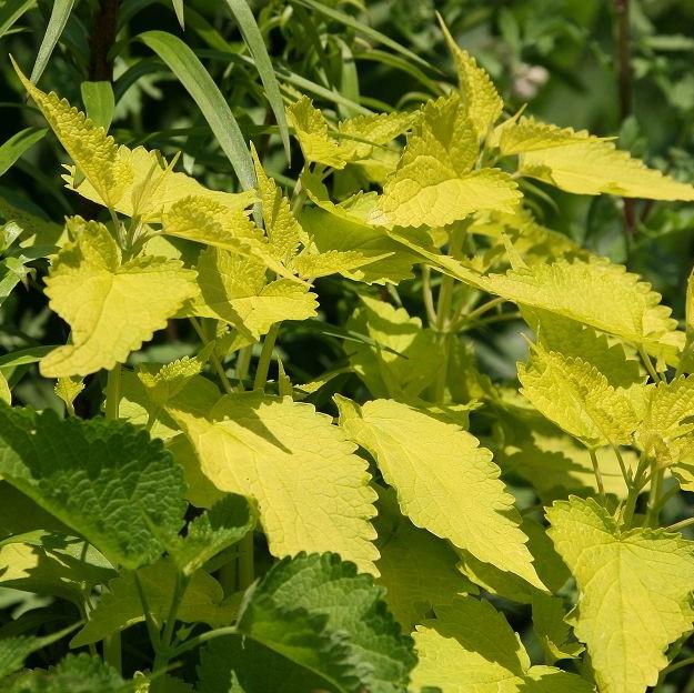 Agastache foeniculum 'Golden Jubilee' ~ Golden Jubilee Mexican Hyssop