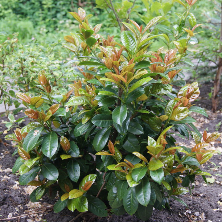 Prunus laurocerasus 'Jong1' PP29889 ~ Volcano Cherry Laurel