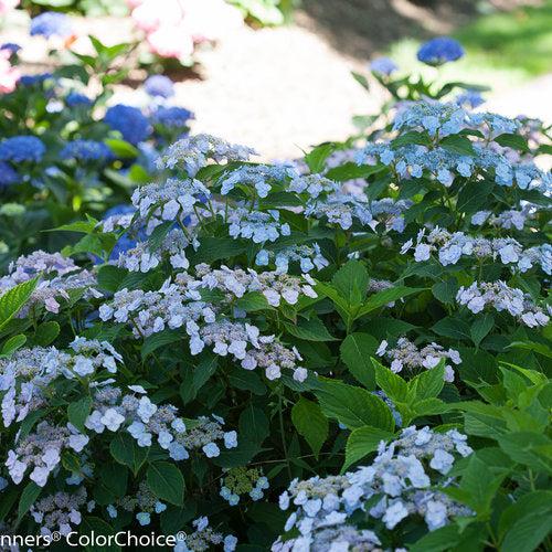 Hydrangea serrata 'MAKD' ~ Tiny Tuff Stuff™ Hydrangea