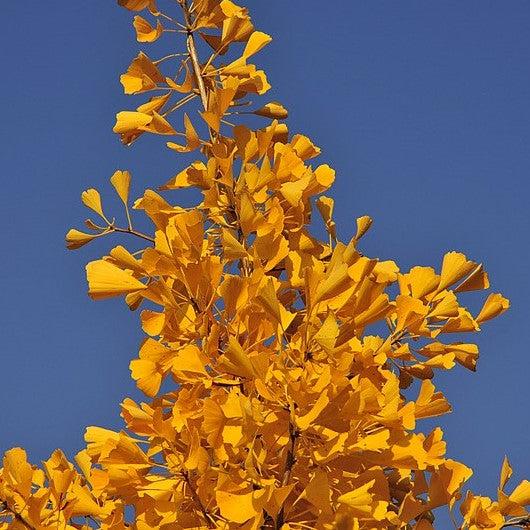 Ginkgo biloba 'Autumn Gold' ~ Autumn Gold Ginkgo