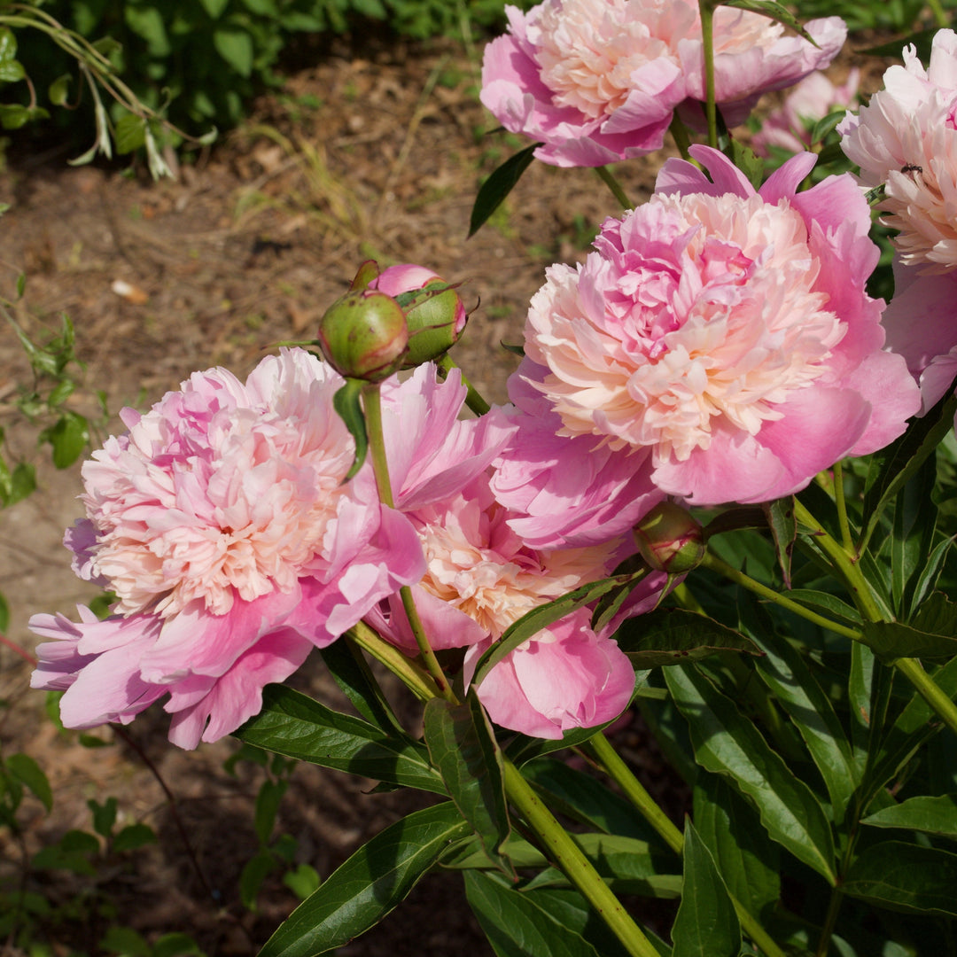 Paeonia lactiflora 'Sorbet' ~ Sorbet Peony