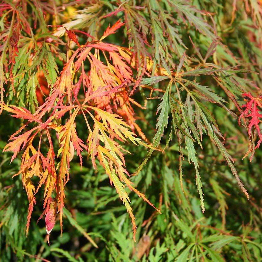 Acer palmatum var. dissectum 'Waterfall' ~ Waterfall Japanese Maple