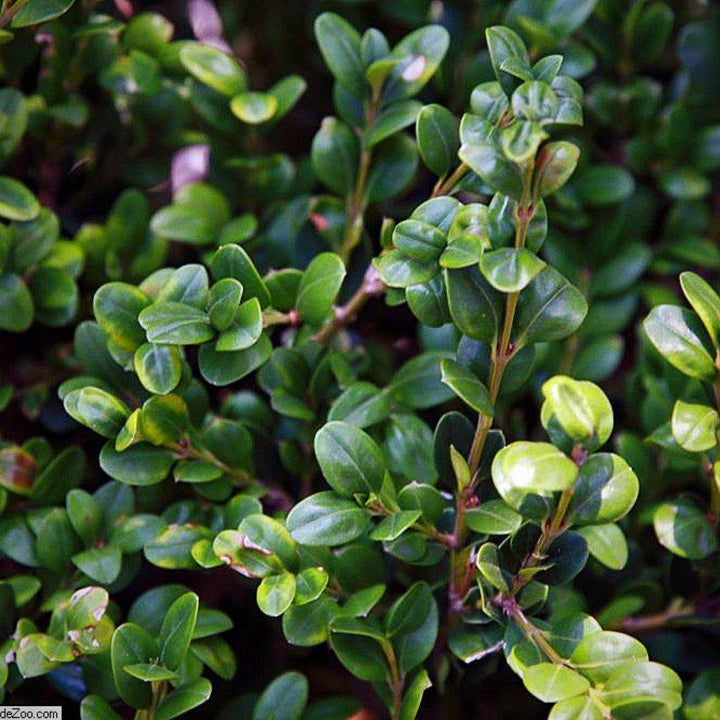 Buxus microphylla var. japonica 'Winter Gem' ~ Winter Gem Boxwood