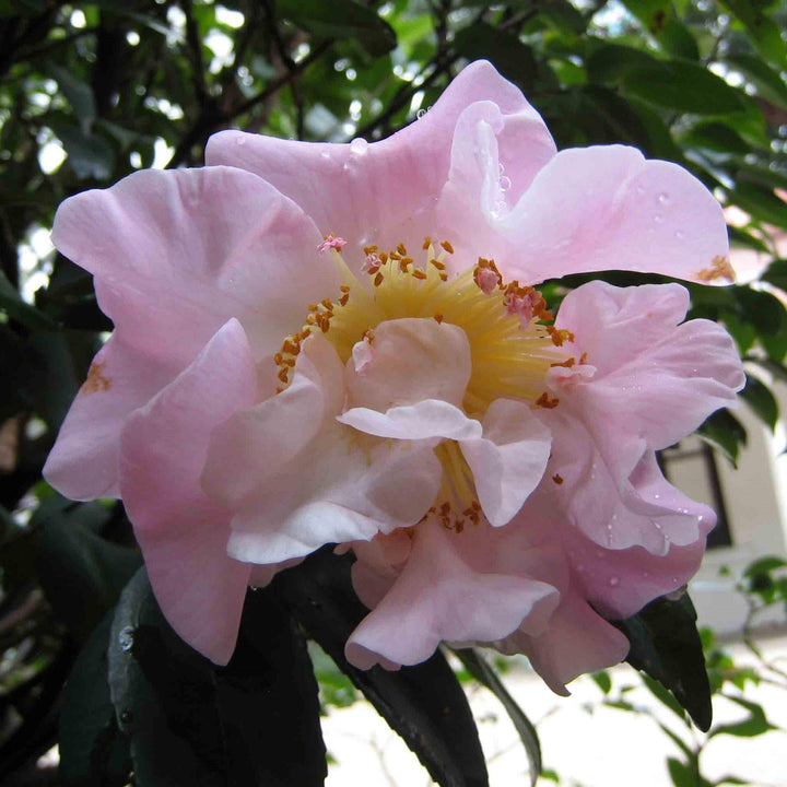 Camellia lutchuensis 'Alta Fragancia' ~ Camelia de Alta Fragancia