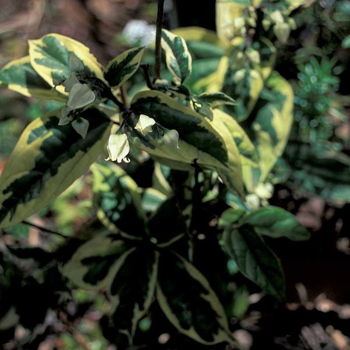 Elaeagnus x ebbingei ‘Viveleg’ ~ Olive Martini™ Elaeagnus, Oleaster