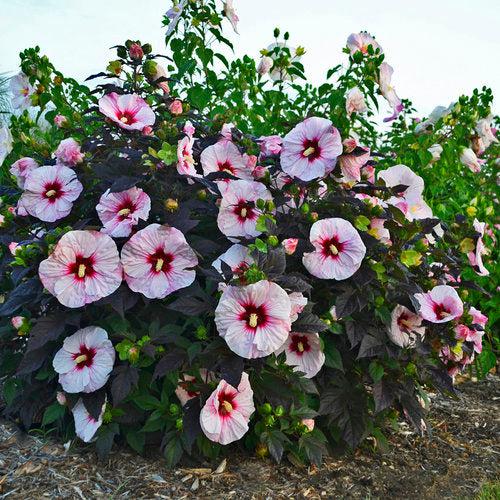 Hibiscus 'Perfect Storm' PP27,880 ~ Summerific® Perfect Storm Hibiscus