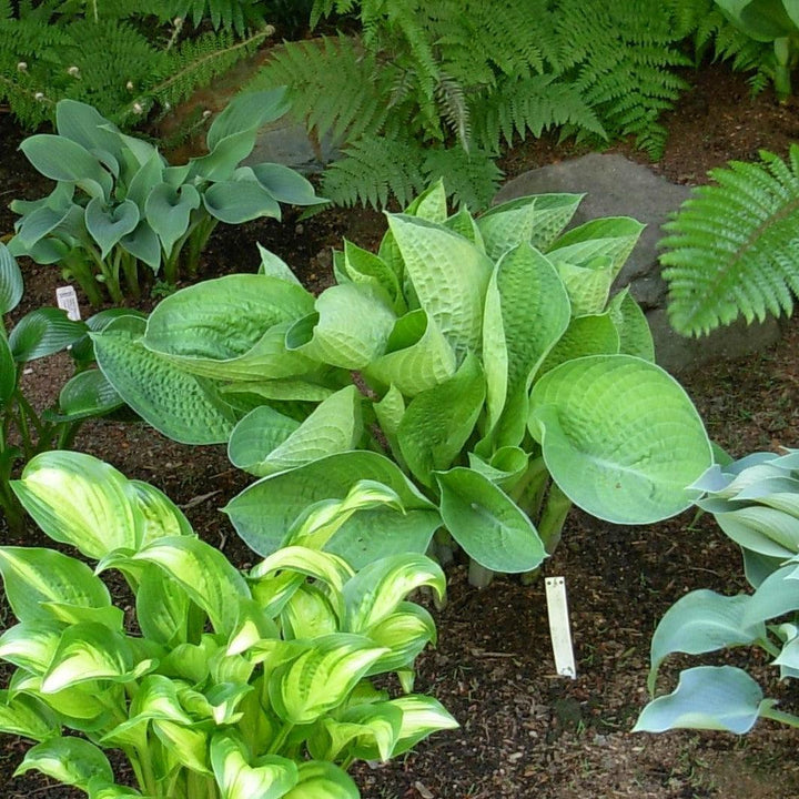 Hosta x 'Abiqua Drinking Gourd' ~ Abiqua Drinking Gourd Hosta