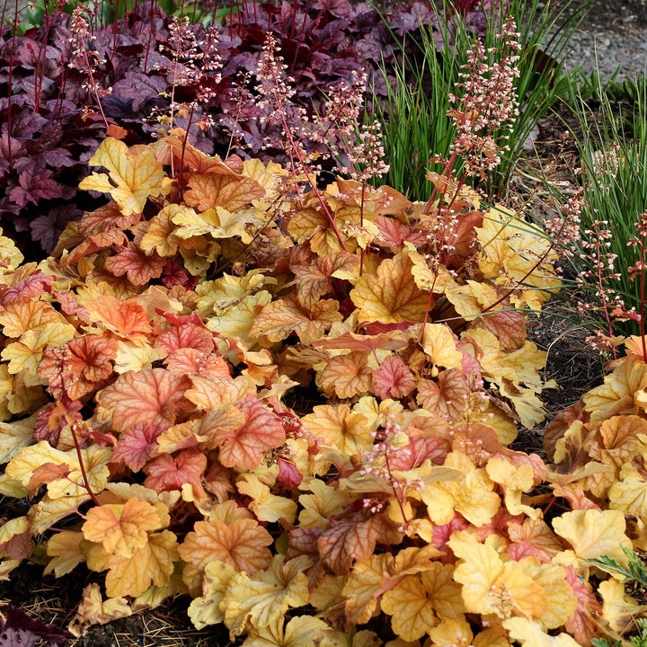 Heuchera 'Champagne' ~ Champagne Coral Bells