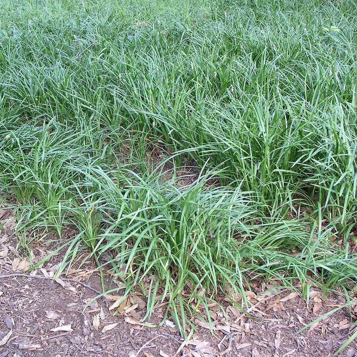 Ophiopogon japonicus ~ Mondo Grass