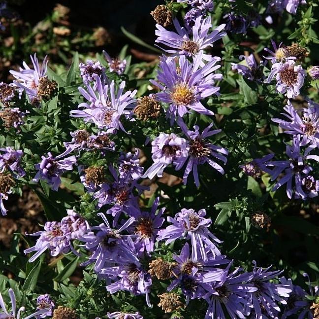 Aster dumosus 'Woods Blue' ~ Woods Blue Aster