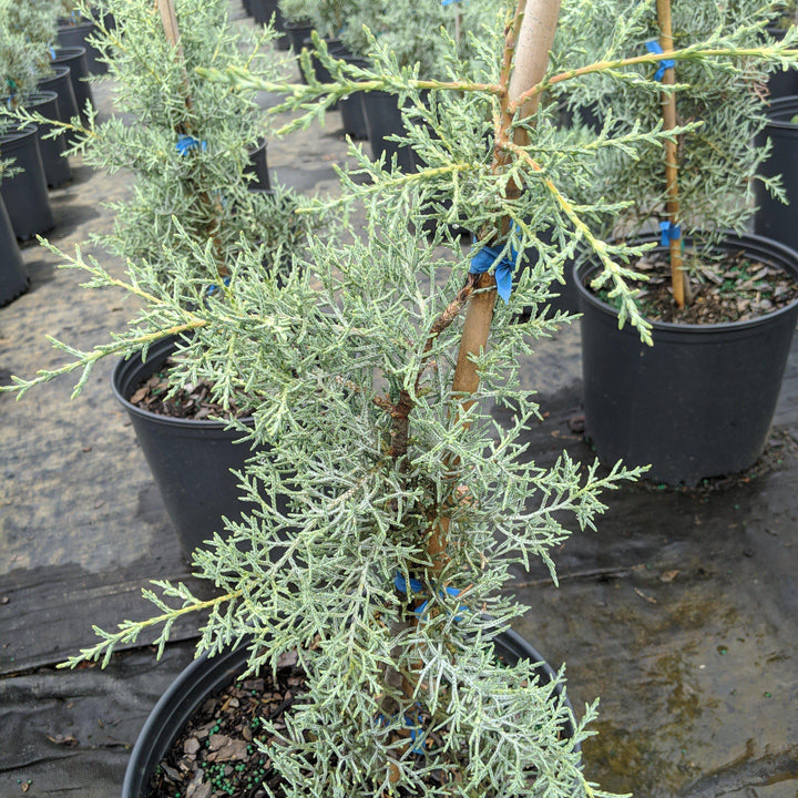 Cupressus arizonica glabra 'Blue Ice' ~ Blue Ice Arizona Cypress