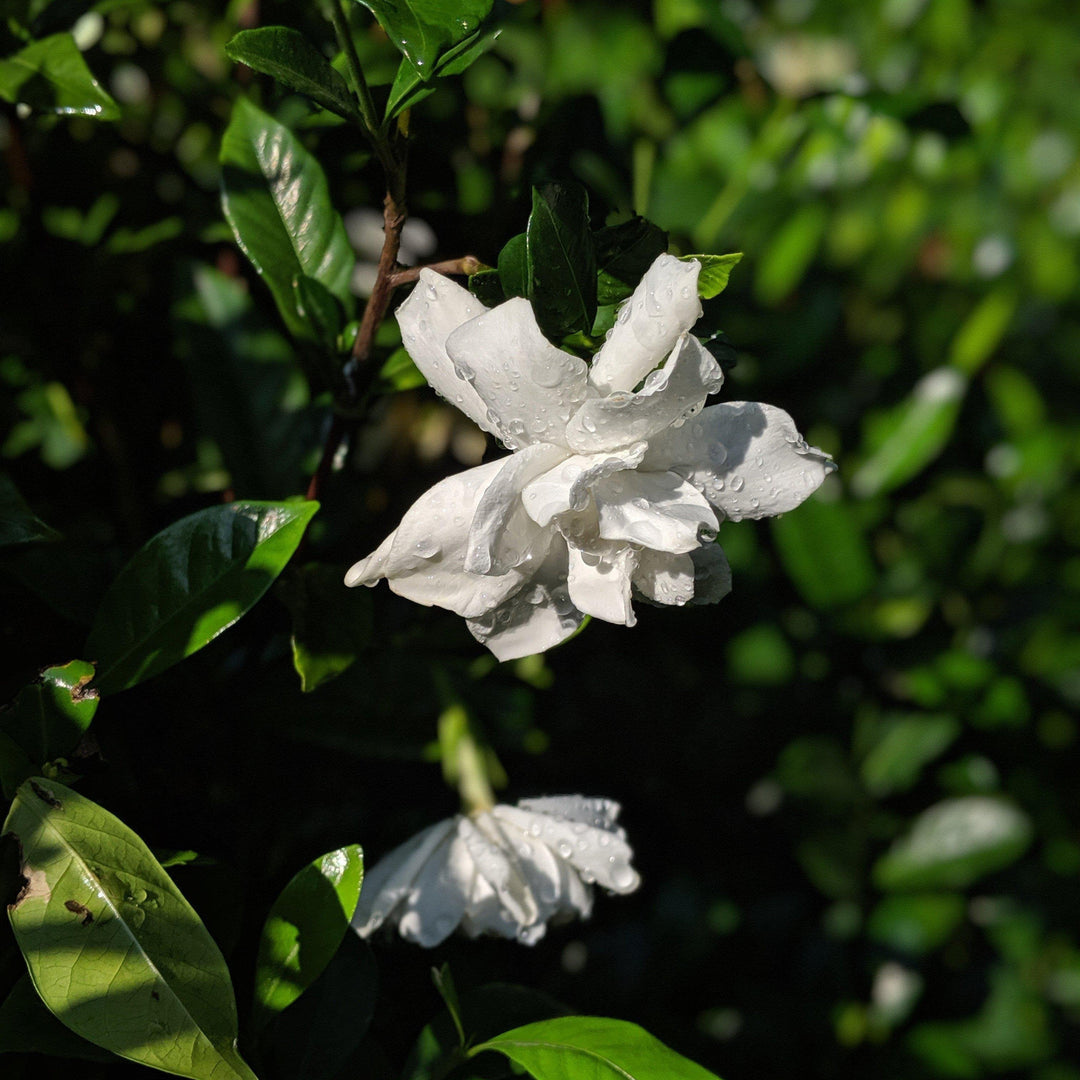 Gardenia jasminoides 'Belleza de agosto' ~ Belleza de agosto Gardenia