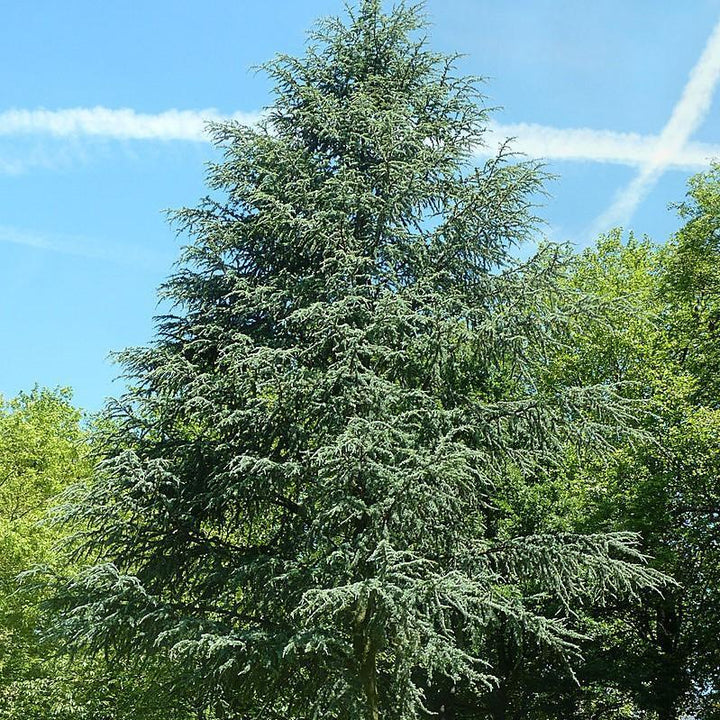 Cedrus atlantica 'Glauca' ~ Blue Atlas Cedar