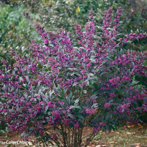 Callicarpa 'Pearl Glam' ~ Pearl Glam® Beautyberry