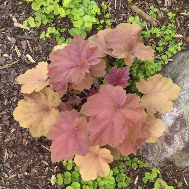 Heuchera 'Southern Comfort' ~ Southern Comfort Coral Bells, Heuchera