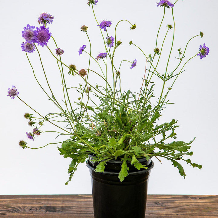 Scabiosa columbaria 'Butterfly Blue' ~ Butterfly Blue Pincushion Flower