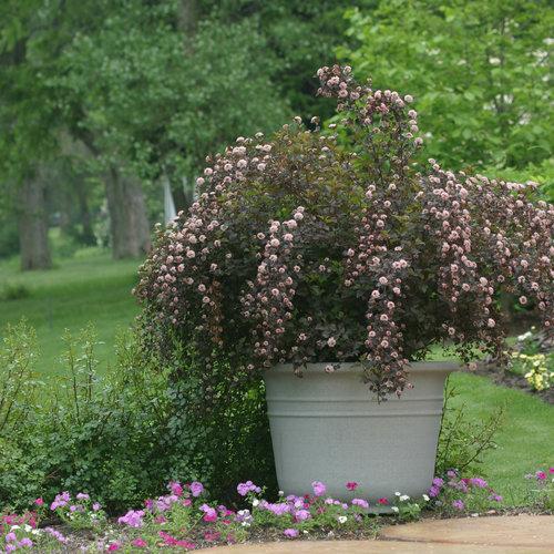 Physocarpus opulifolius 'Seward' ~ Summer Wine® Ninebark