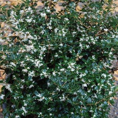 Osmanthus heterophyllus 'Kaori Hime' ~ Party Princess® Tea Olive