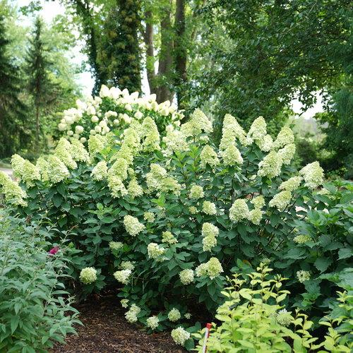 Hydrangea paniculata 'SMNHPPH' ~ Proven Winners® Limelight Prime® Hydrangea