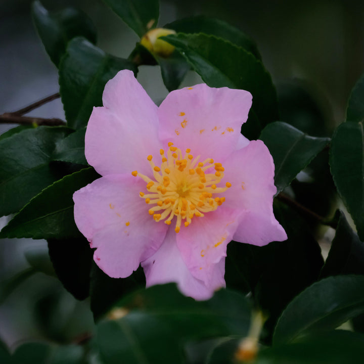 Camellia sasanqua 'Maiden's Blush' ~ Camellia Maiden's Blush