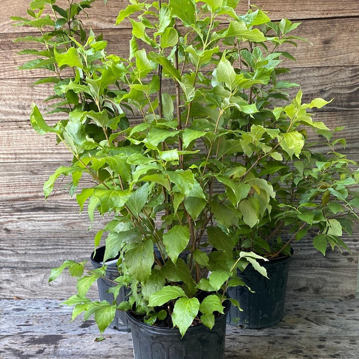 Calycanthus floridus ~ Arbusto dulce, pimienta de Carolina