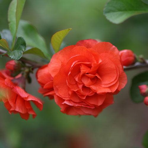 Chaenomeles speciosa 'Orange Storm' USPP 20,950 ~ PW® Double Take™ Orange Flowering Quince