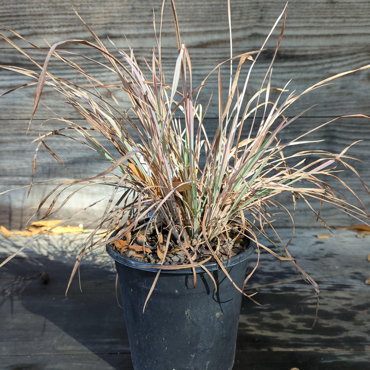 Schizachyrium scoparium 'Standing Ovation' ~ Standing Ovation Little Bluestem