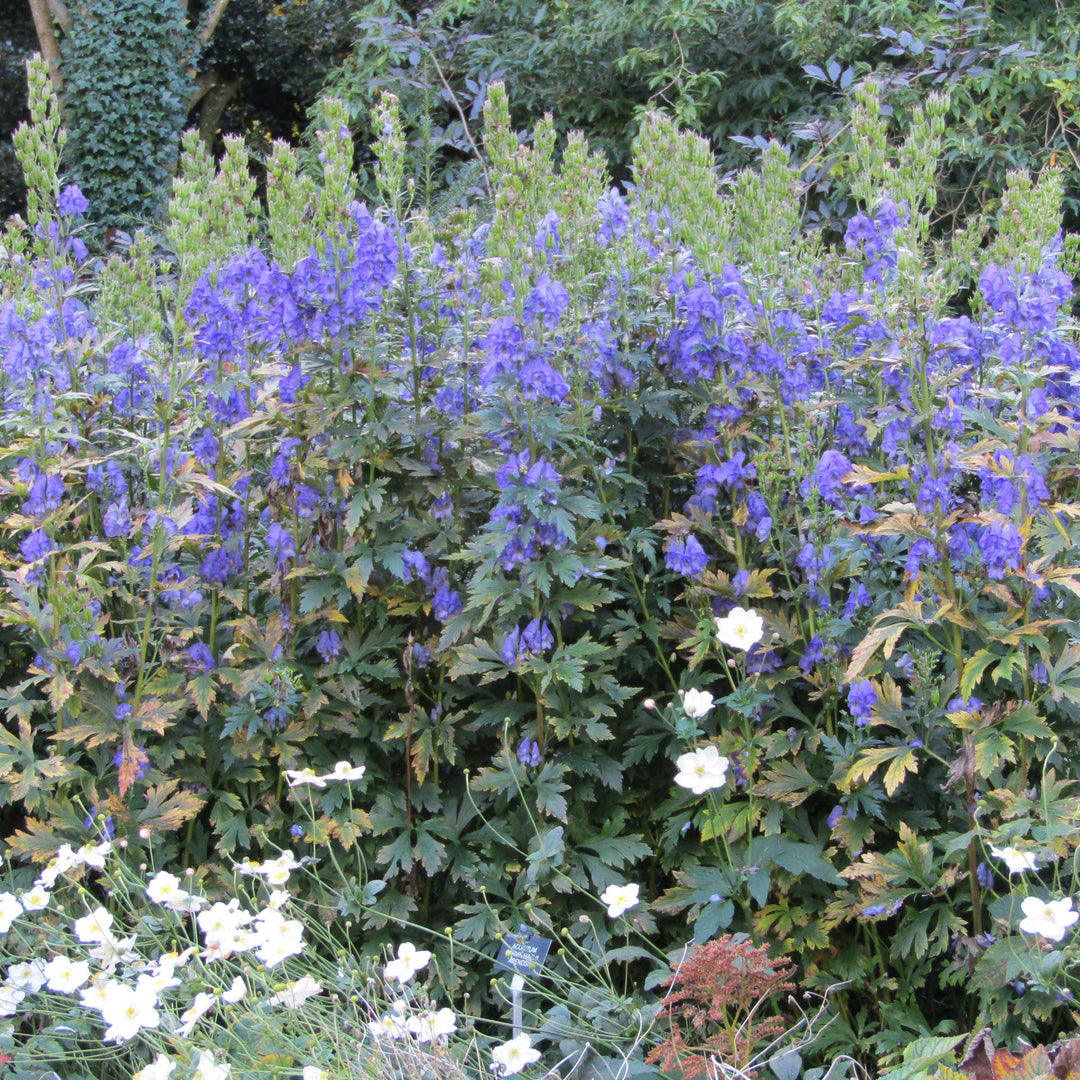 Aconitum carmichaelii 'Arendsii' ~ Arendsii Autumn Monkshood