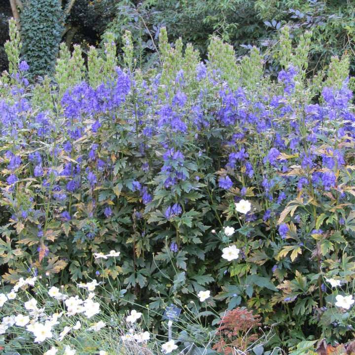 Aconitum carmichaelii 'Arendsii' ~ Arendsii Autumn Monkshood