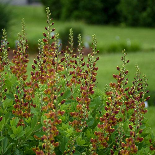 Baptisia 'Cherries Jubilee' ~ Decadence® Cherries Jubilee Baptisia