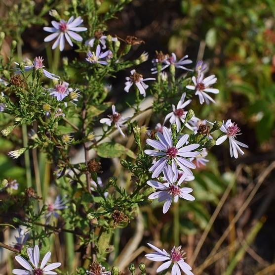 Aster cordifolius ~ Blue Wood Aster