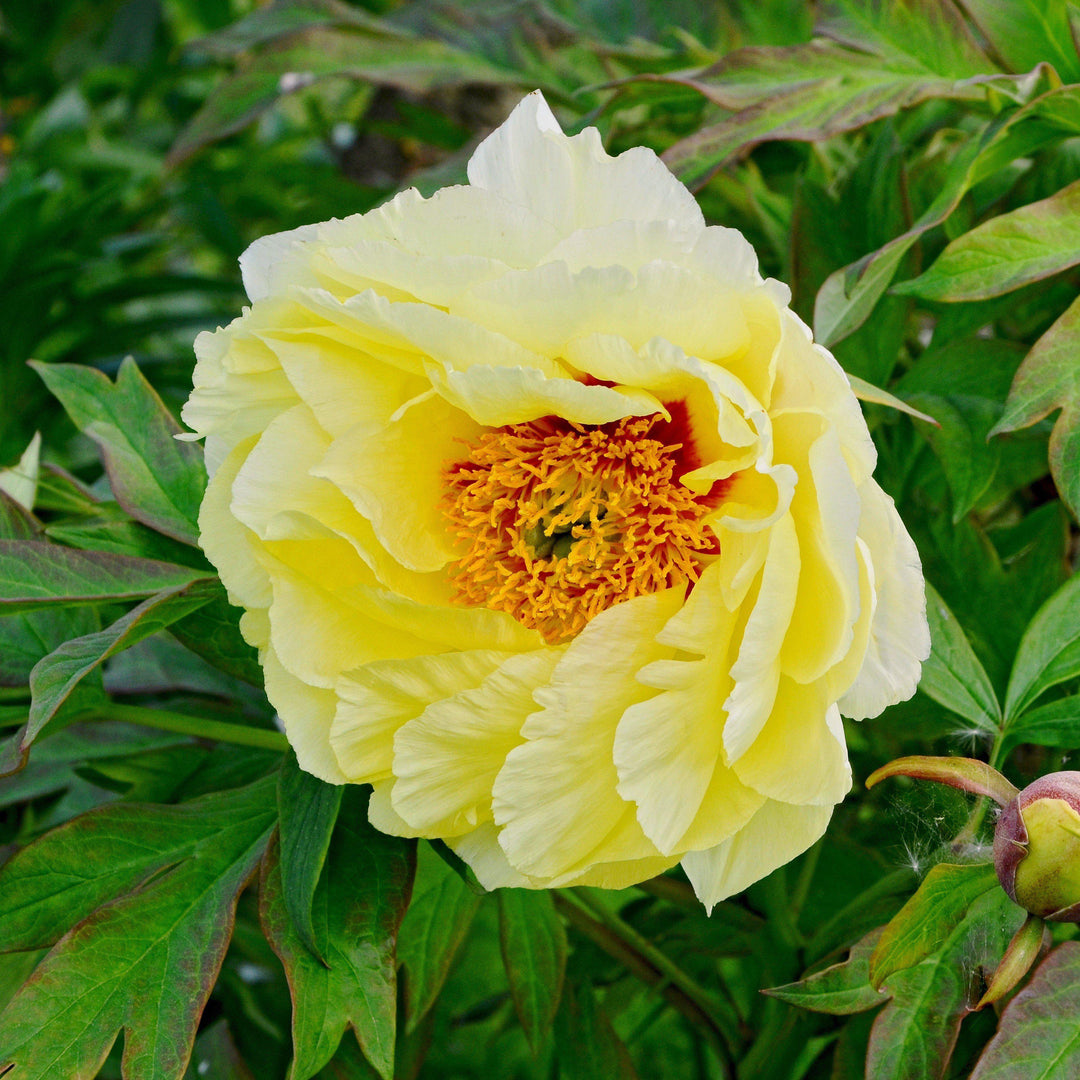 Paeonia suffruticosa 'Yellow' ~ Yellow Tree Peony