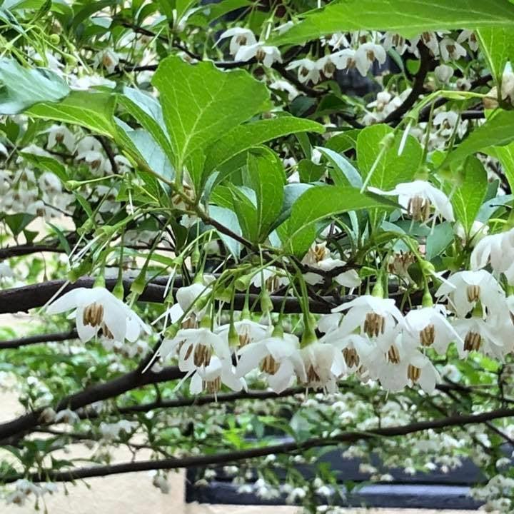 Styrax japonicus 'Fragrant Fountain' ~ Fragrant Fountain Japanese