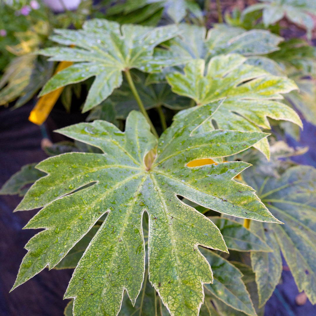Fatsia japonica 'Spider's Web' ~ Spider's Web Fatsia