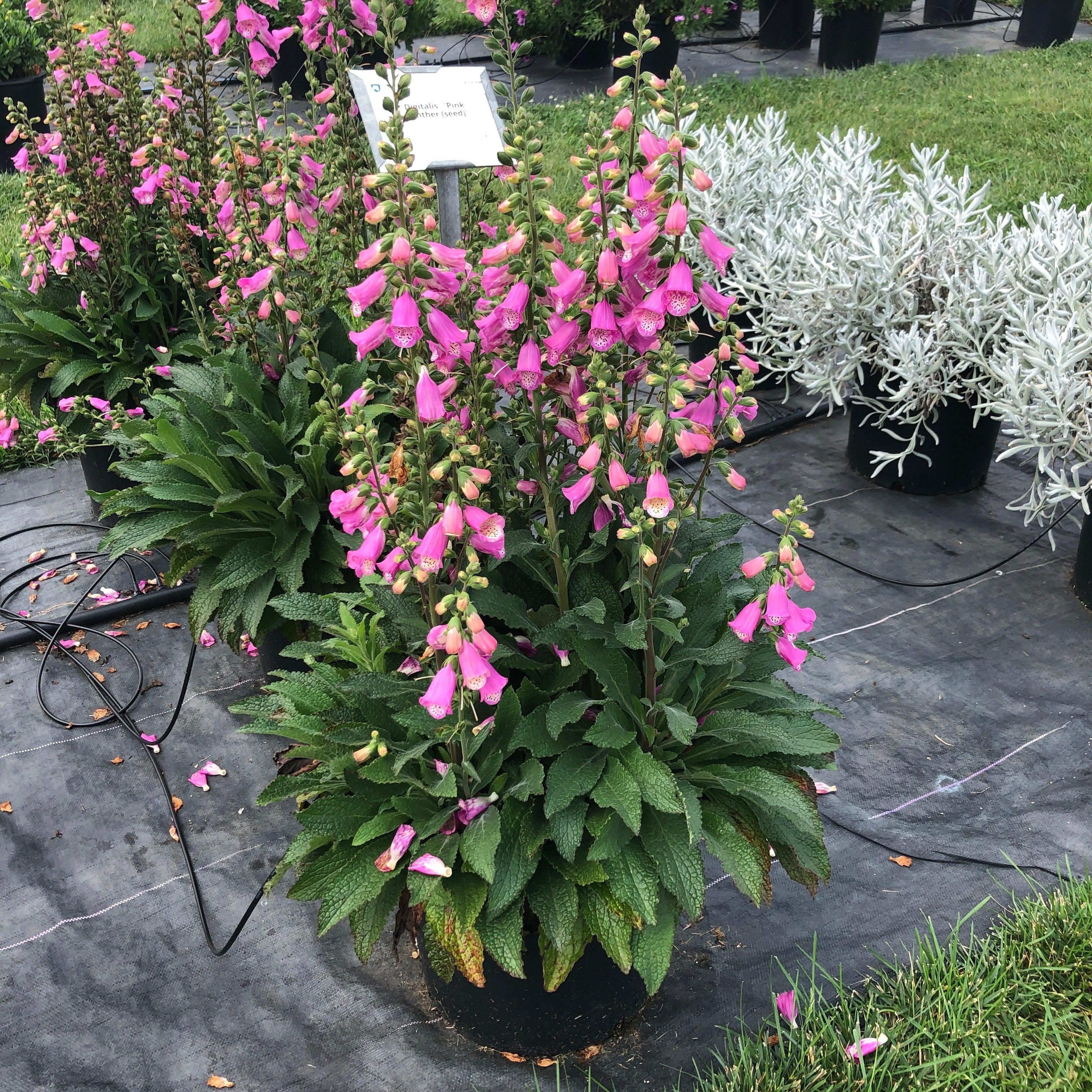 Digitalis x 'Pink Panther' ~ Pink Panther Foxglove – JTSOP Farms