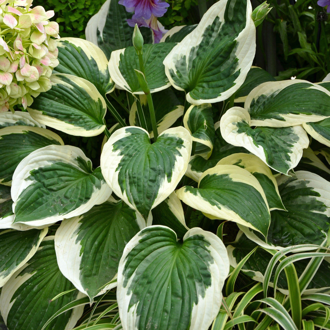 Hosta 'Francee' ~ Francee Hosta