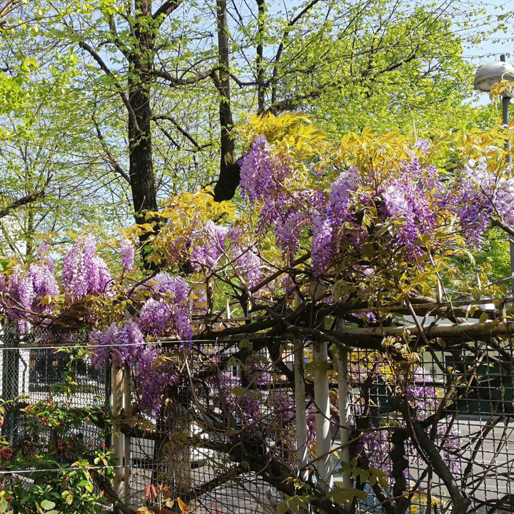 Wisteria frutescens 'Amethyst Falls' ~ Amethyst Falls Wisteria