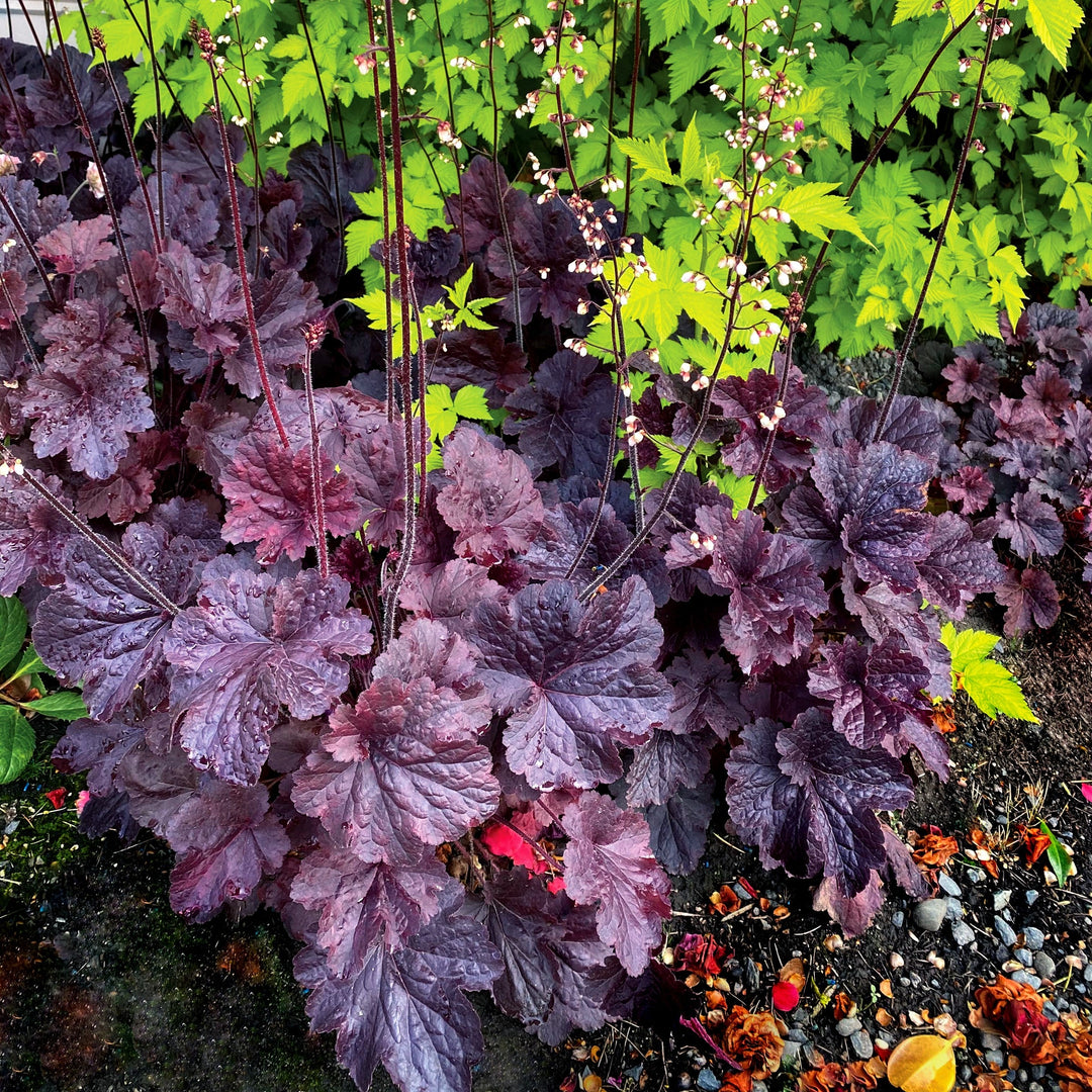 Heuchera 'TNHEUNEB' ~ Northern Exposure™ Black Heuchera