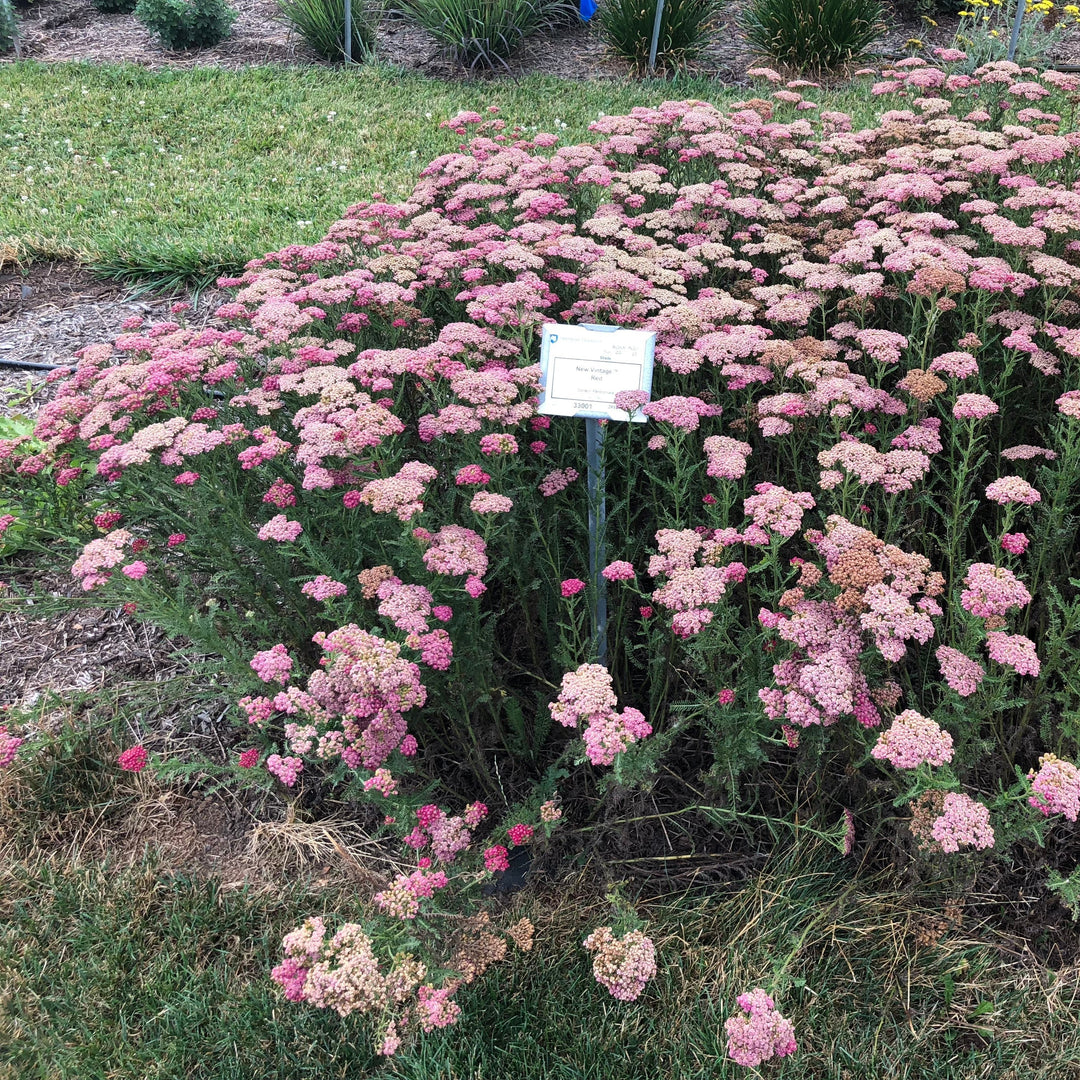 Achillea millefolium 'Balvinred' PP25618~ New Vintage™ Red Yarrow