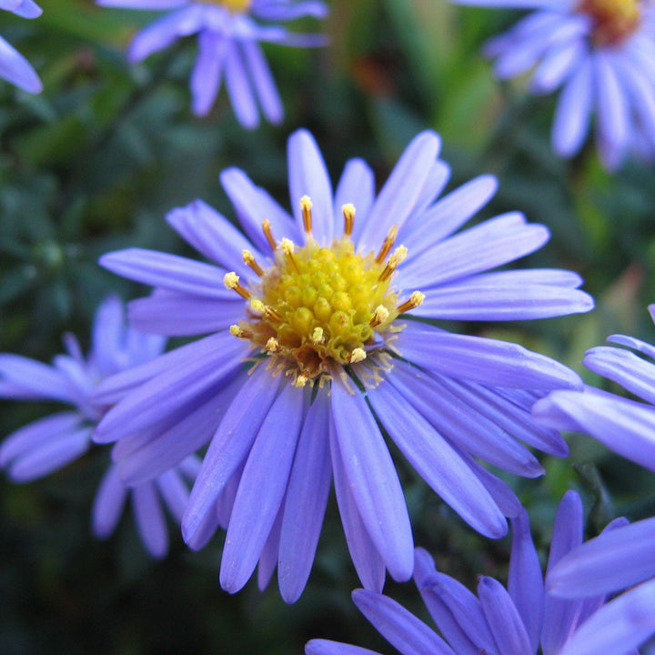 Aster laevis ~ Smooth Aster