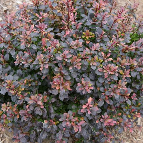 Berberis thunbergii NCBX1' USPP 29,504 ~ PW® Sunjoy® Todo Agracejo