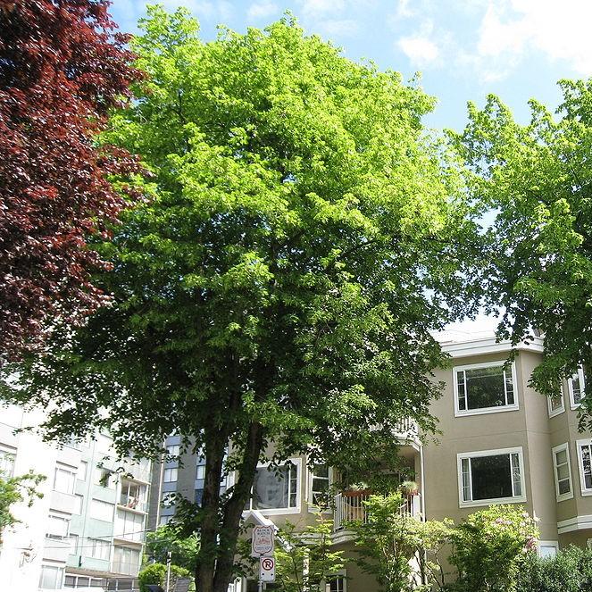 Tilia americana ~ Basswood, Linden Tree