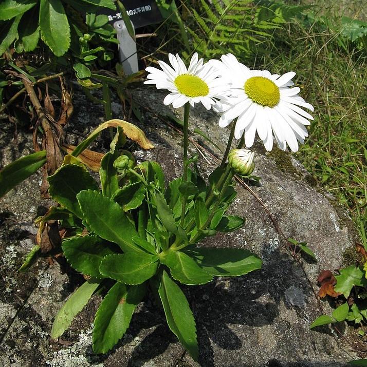 Nipponanthemum niponicum ~ Nippon Daisy